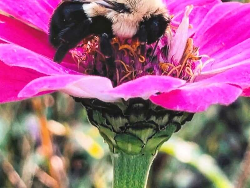 Help make Plymouth more friendly to bees