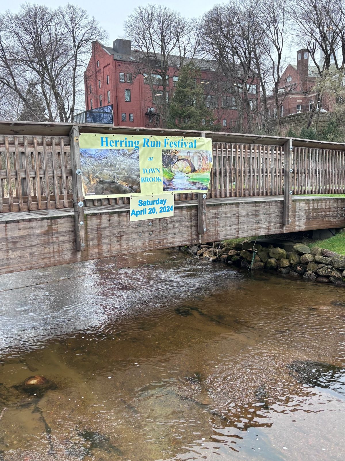 The herring are running their own marathon in Plymouth Plymouth