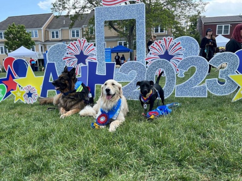 Make Plymouth’s Hometown Hound contest your pet’s project