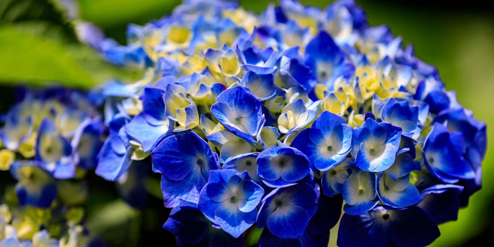 Hydrangea Festival at Heritage Museum and Gardens (Sandwich) Plymouth