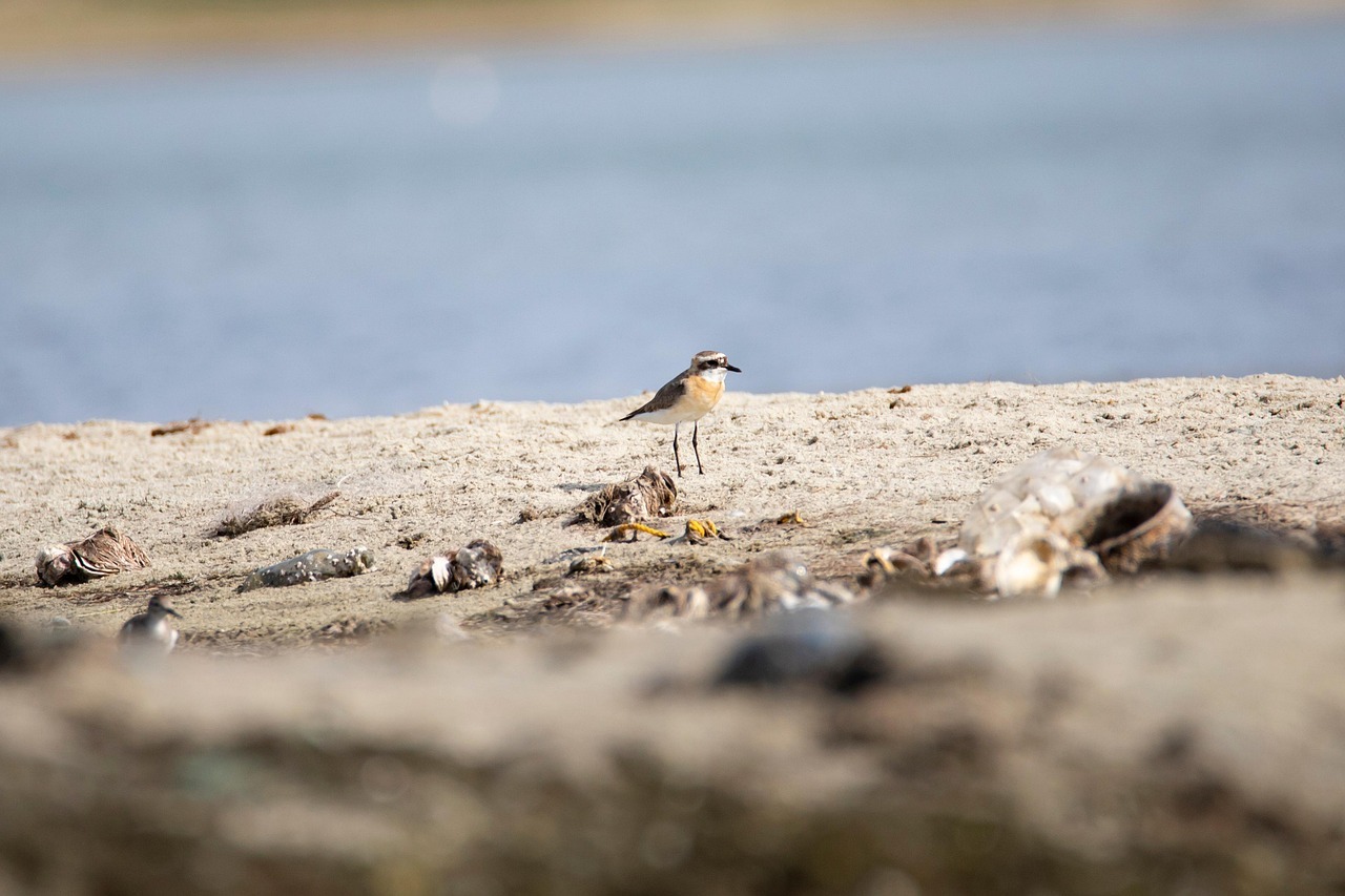 Plover Apps Beach rules on plovers don’t make sense - Plymouth Independent