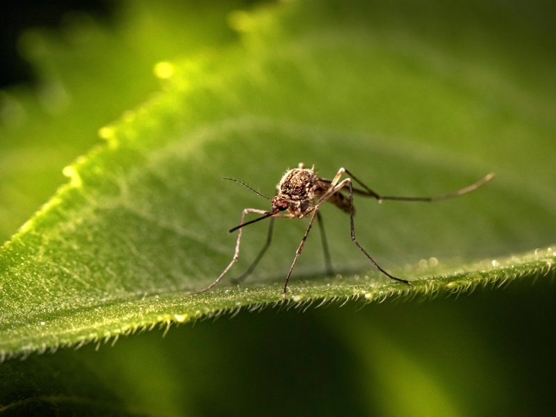 Second mosquito tests positive for West Nile Virus