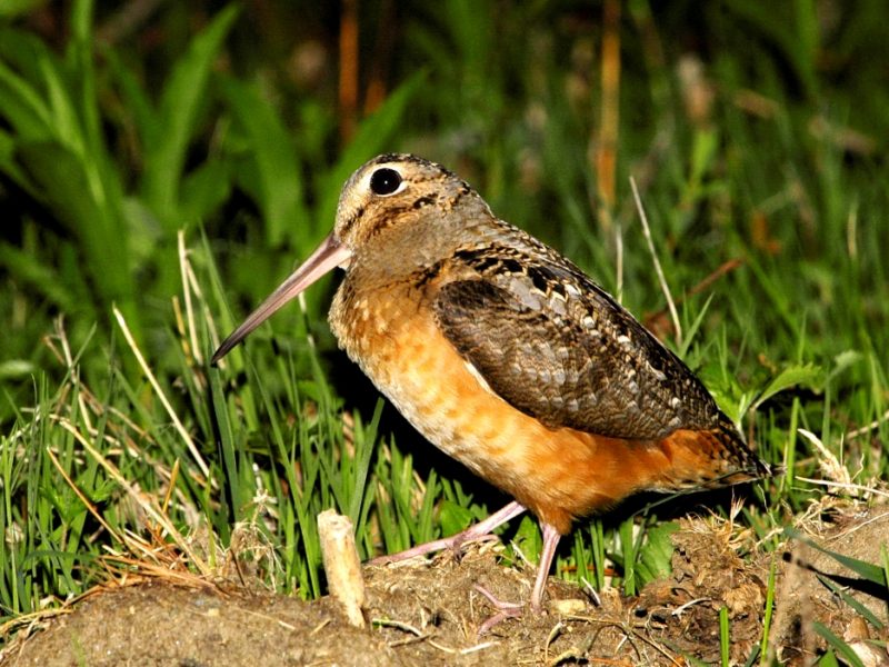 Timberdoodle or woodcock? Go watch this usually shy bird