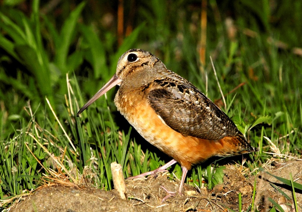 Timberdoodle or woodcock? Go watch this usually shy bird