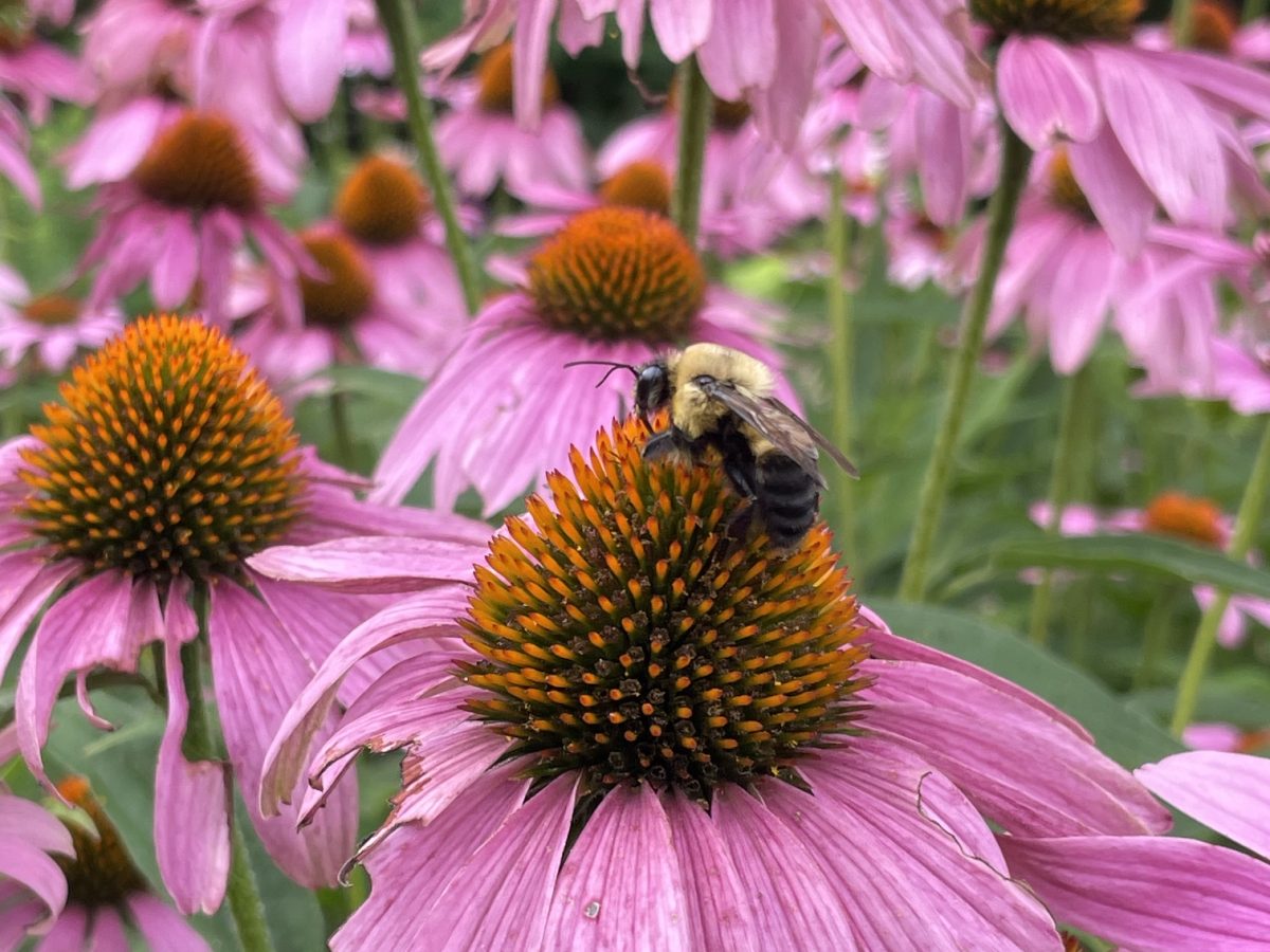 YOUR VIEW: Help the pollinators