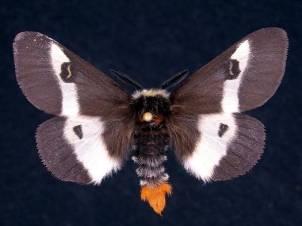 ‘Moth Ball’ to honor nocturnal pollinators