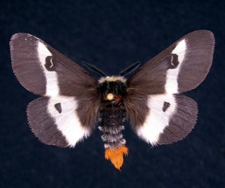‘Moth Ball’ to honor nocturnal pollinators