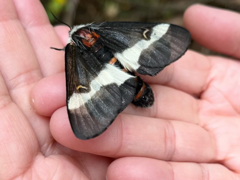 YOUR VIEW: Moths get a bad wrap