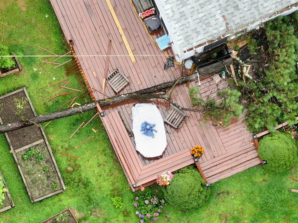 Woman fatally injured by falling tree